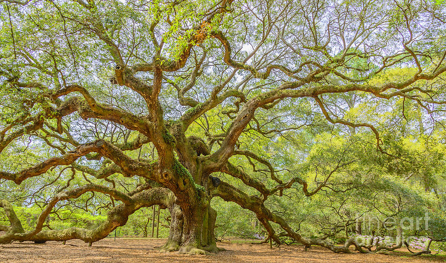 Angel Oak Photograph by Elvis Vaughn