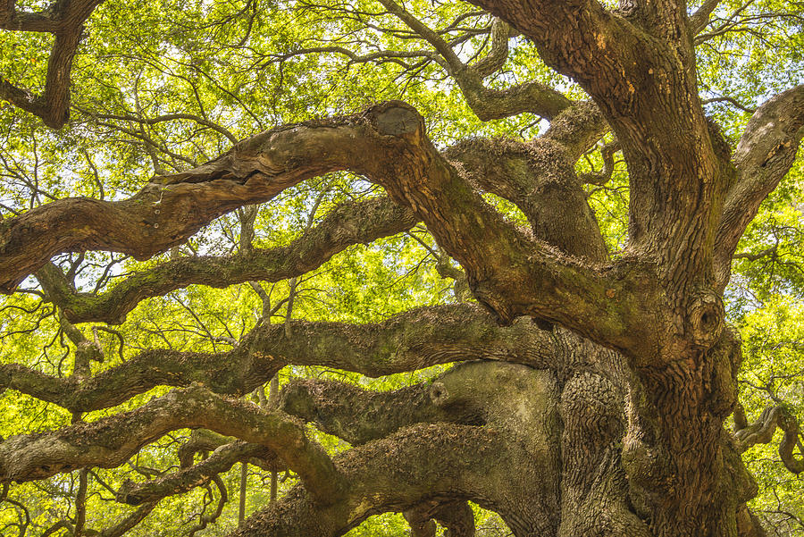 Angel Oak I Photograph by Steven Ainsworth