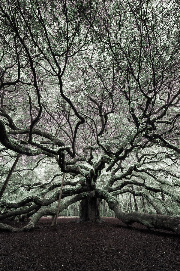 Nature Photograph - Angel Oak in Infrared by Rick Berk