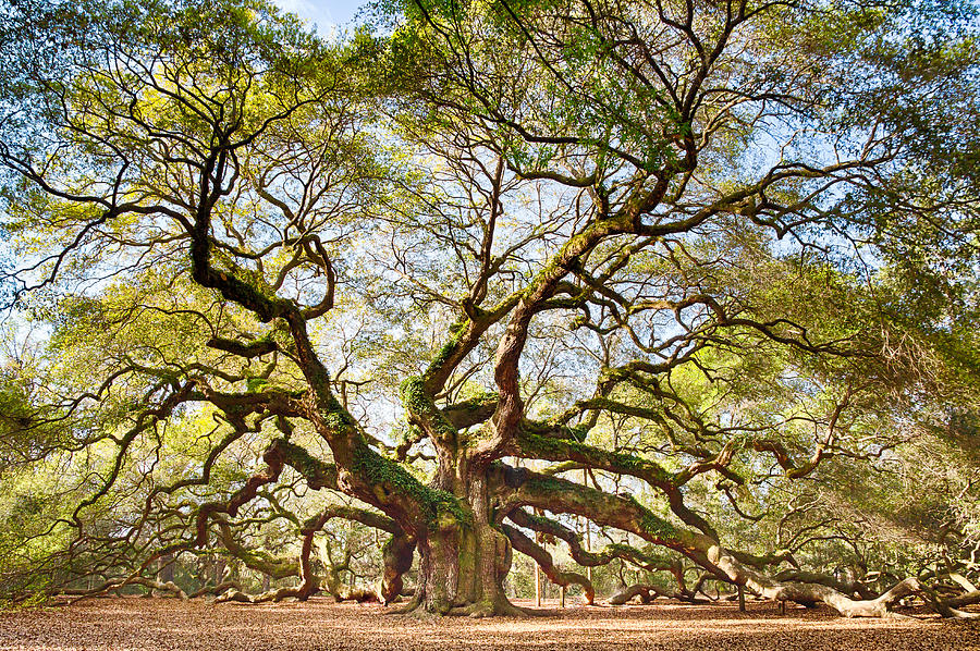 Angel Oak in Spring Photograph by Patricia Schaefer