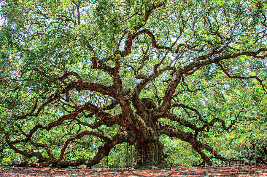 Angel Oak Photograph by Jennifer Ludlum