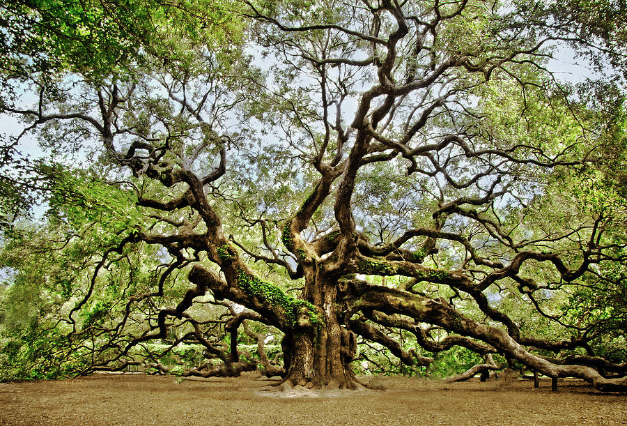 Angel Oak Photograph by Jessica Brawley