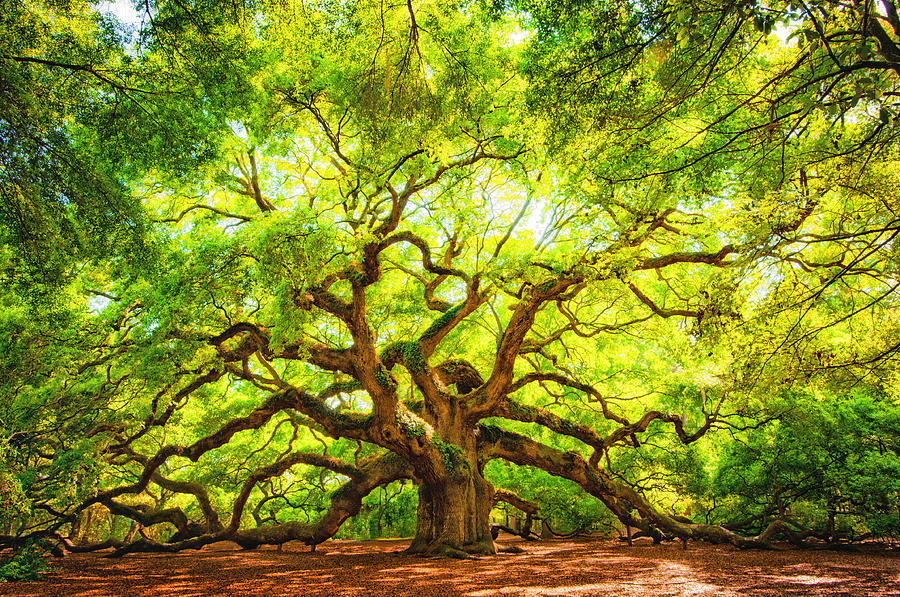 Tree Photograph - Angel Oak by Joe Benton
