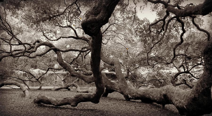 Angel  Oak Photograph by Kathy Barney
