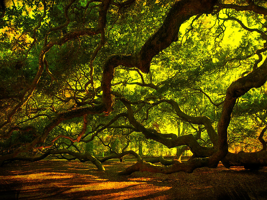 Angel Oak Limbs 2 Photograph by Susanne Van Hulst