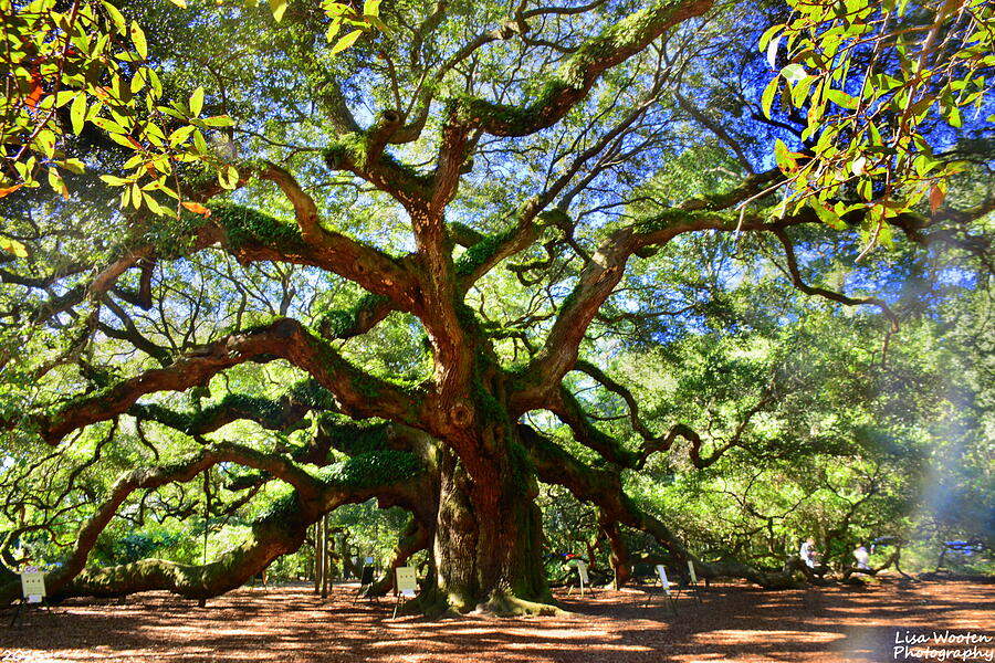 Angel Oak Photograph By Lisa Wooten - Fine Art America