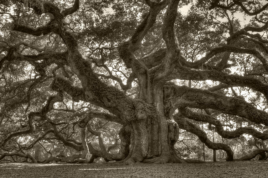 Angel Oak Live Oak Tree Photograph by Dustin K Ryan