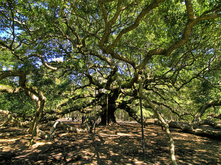 Angel Oak Photograph by Mike Covington