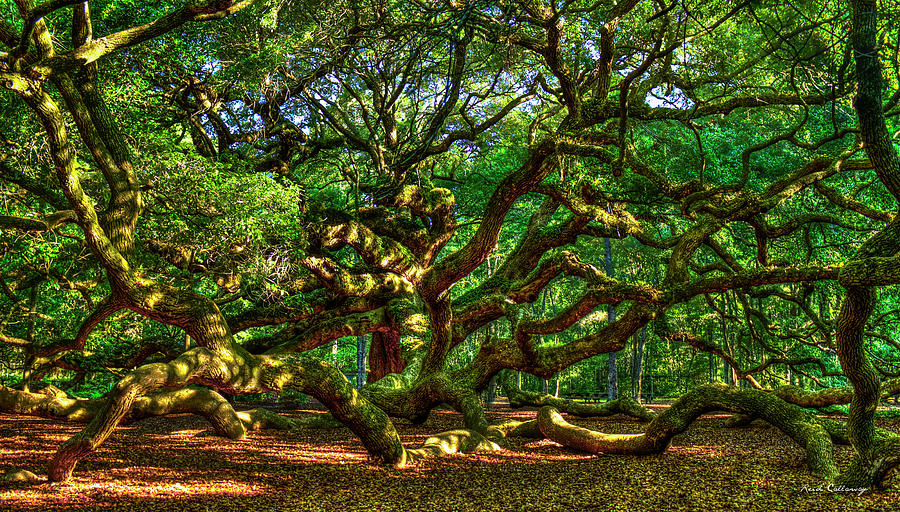 Charleston SC Shadows and Light Everliving Angel Oak Johns Island Landscape  Art Photograph by Reid Callaway