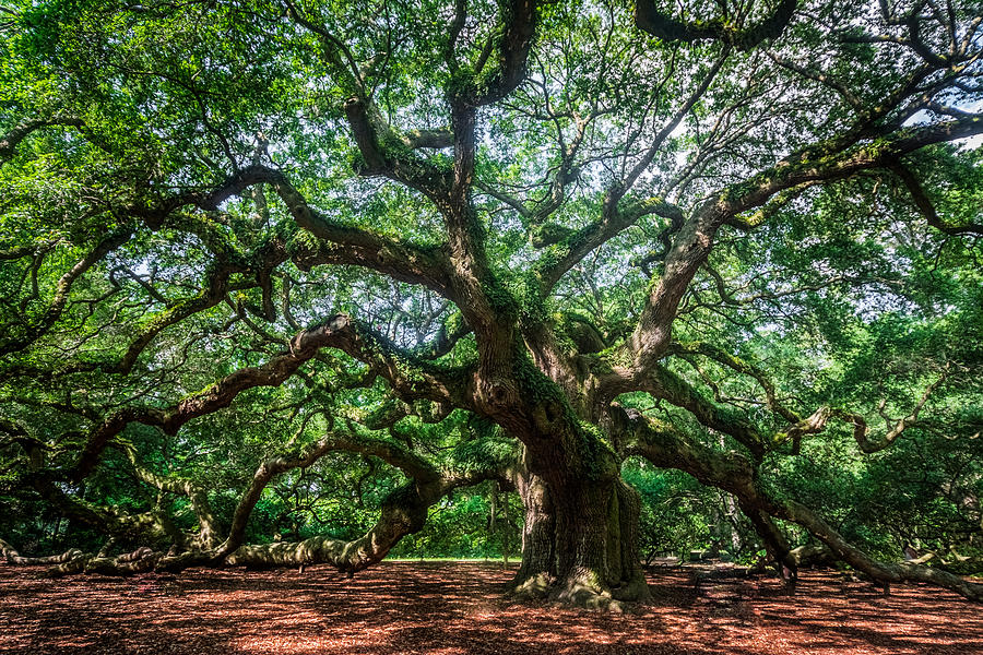 Angel Oak Photograph By Rc Pics - Fine Art America