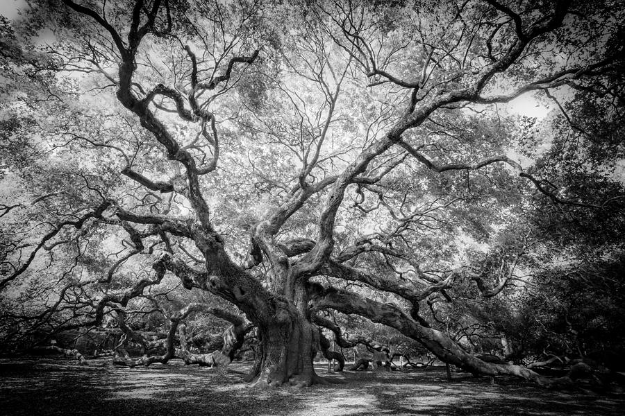 Angel Oak Photograph