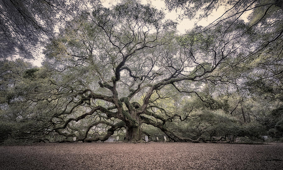 Tree Photograph - Angel Oak by Robert Fawcett