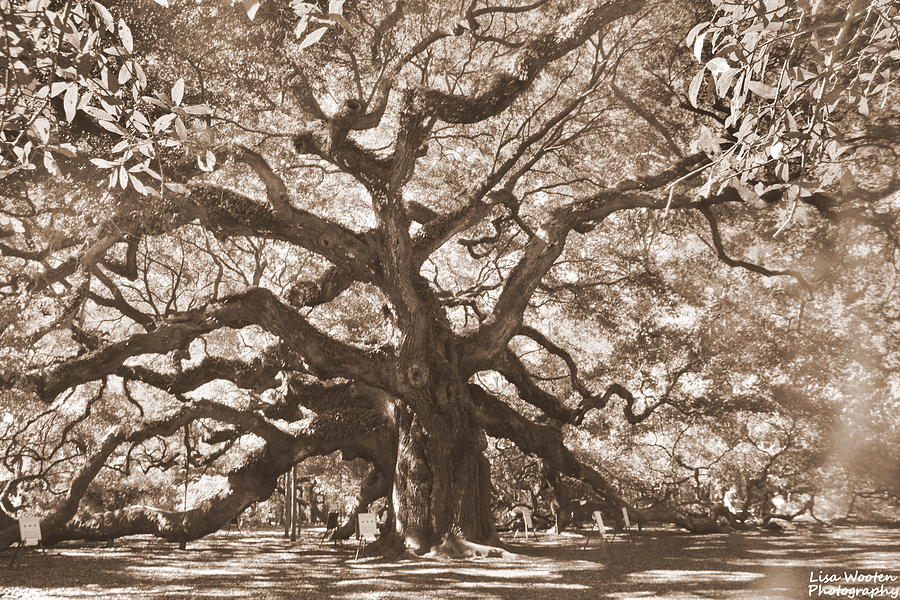 Angel Oak Sepia Photograph by Lisa Wooten