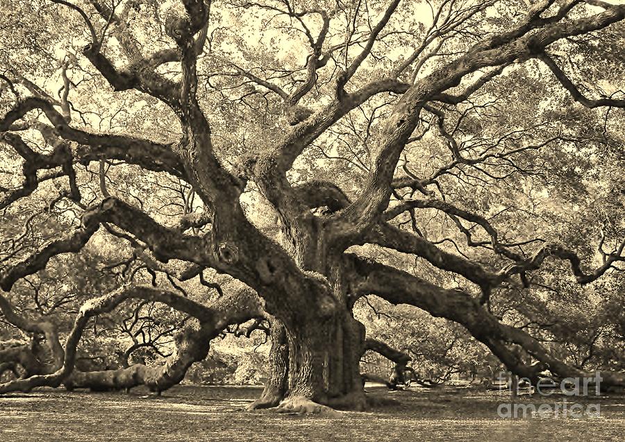 Angel Oak Sepia Photograph by Paulette Thomas