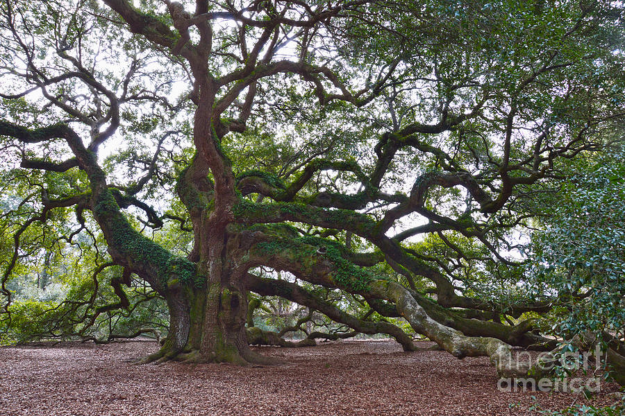Angel Oak Side View Photograph by Catherine Sherman