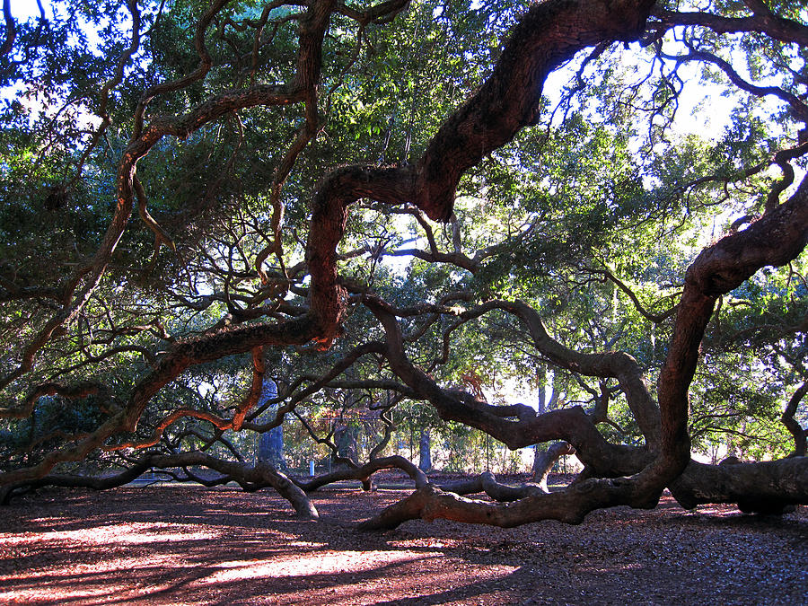 Tree Photograph - Angel Oak side view by Susanne Van Hulst
