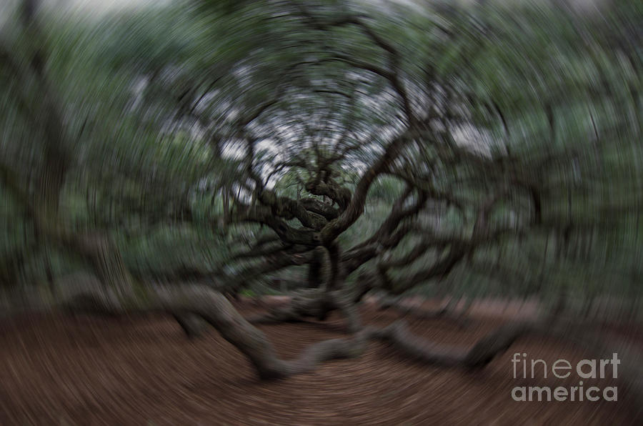 Angel Oak Spin Photograph by Dale Powell