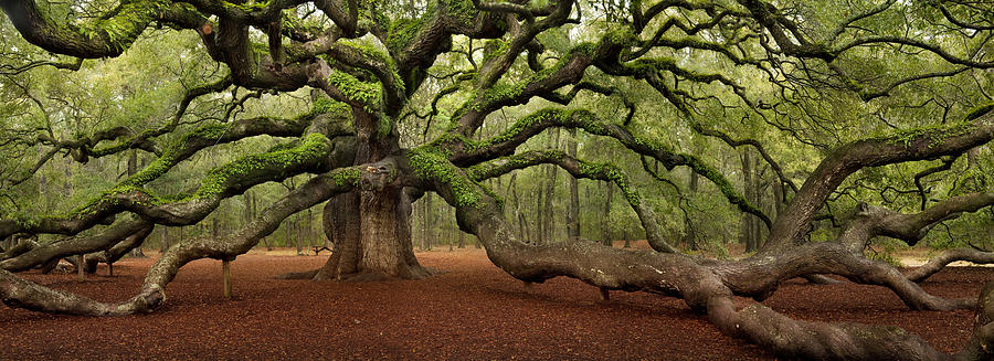 Angel Oak Ancient Live Oak Tree South Carolina Photograph by Sun