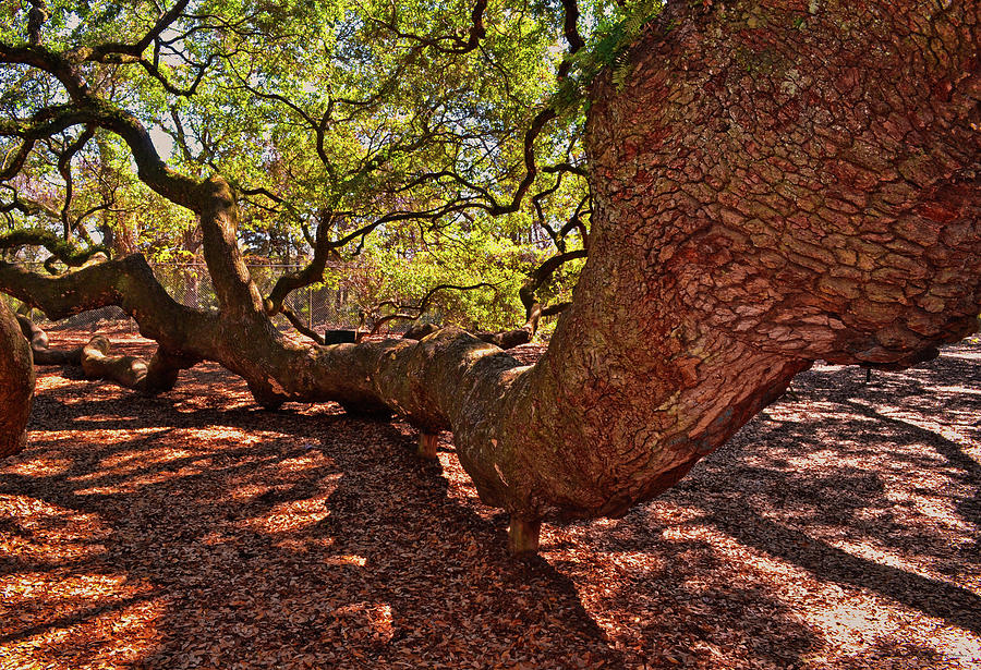 Angel Oak Tree 003 Photograph by George Bostian