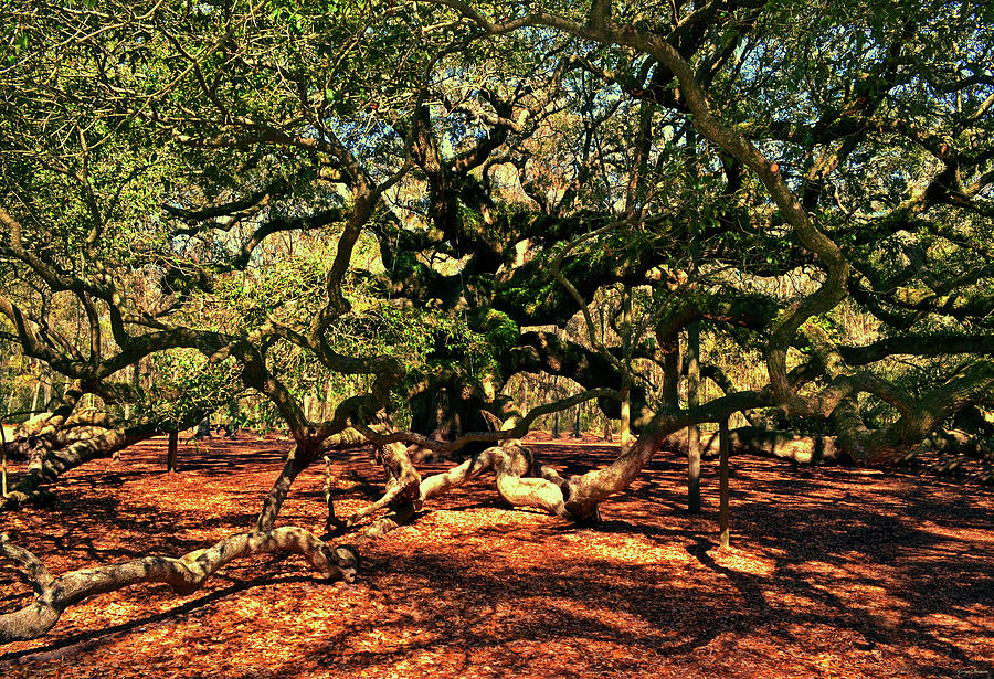 Angel Oak Tree 005 Photograph by George Bostian