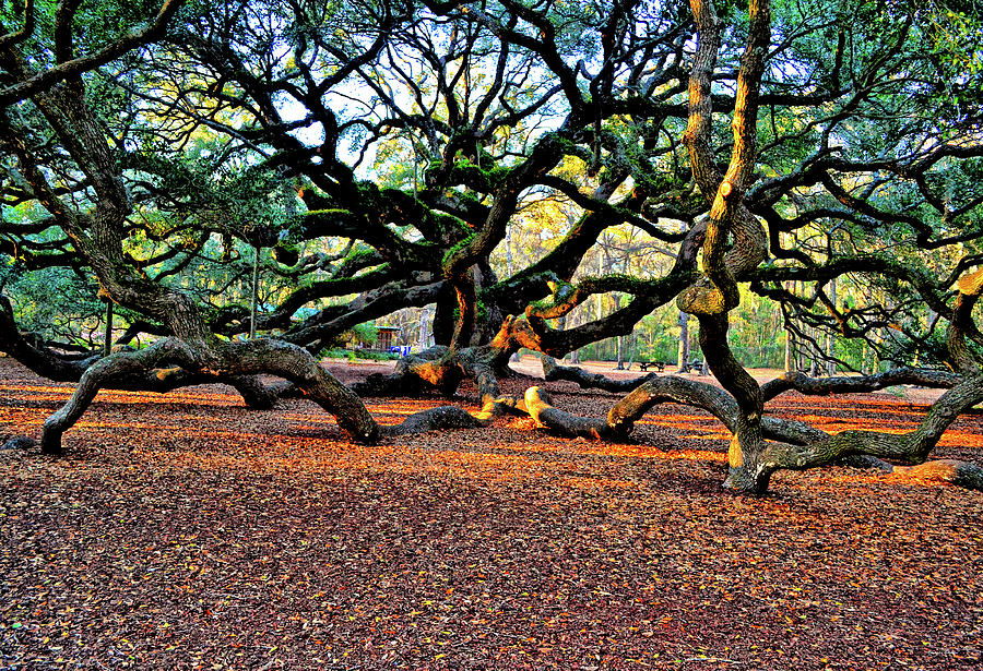 Angel Oak Tree 007 Photograph by George Bostian
