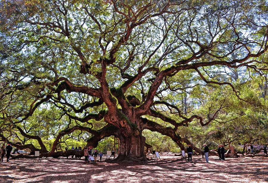 Angel Oak Tree 009 Photograph by George Bostian