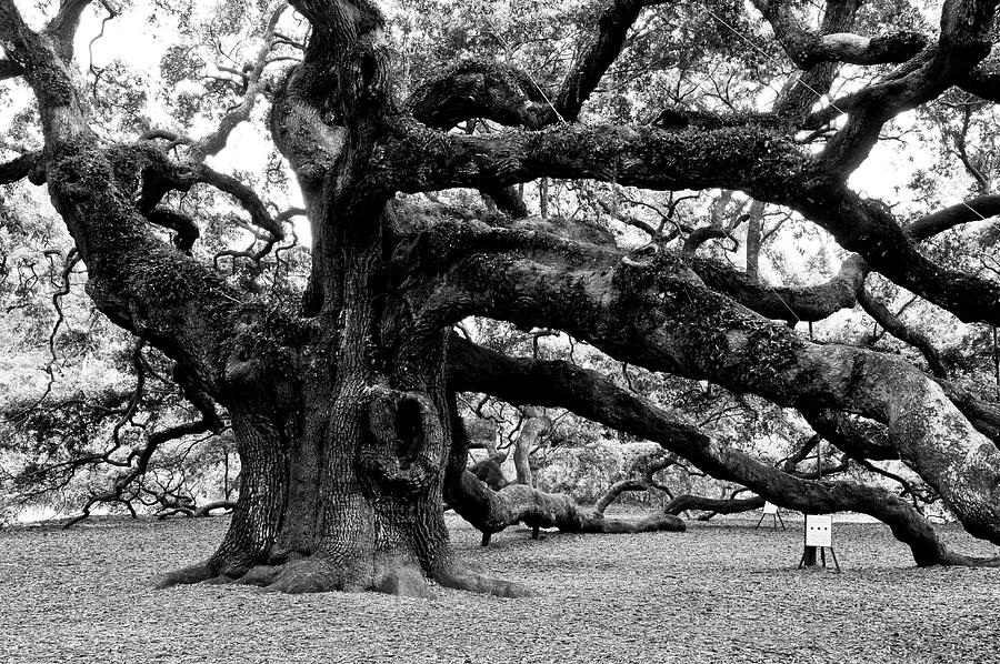 Angel Oak Tree 2009 Black and White Photograph by Louis Dallara