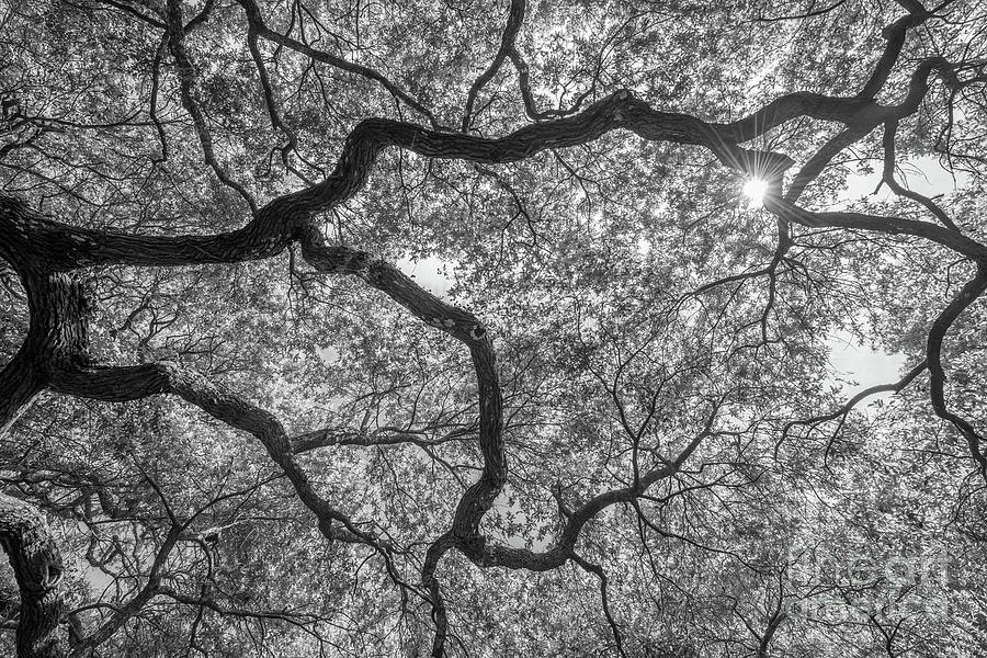 Angel Oak Tree Abstract BW Photograph by Michael Ver Sprill