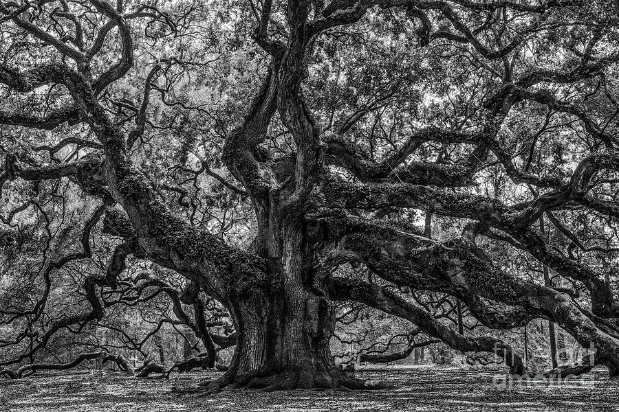 Angel Oak Tree Americana Photograph by Dale Powell