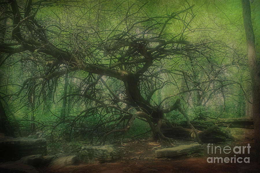 Angel Oak Tree - Arrington Vineyard Photograph by Luther Fine Art