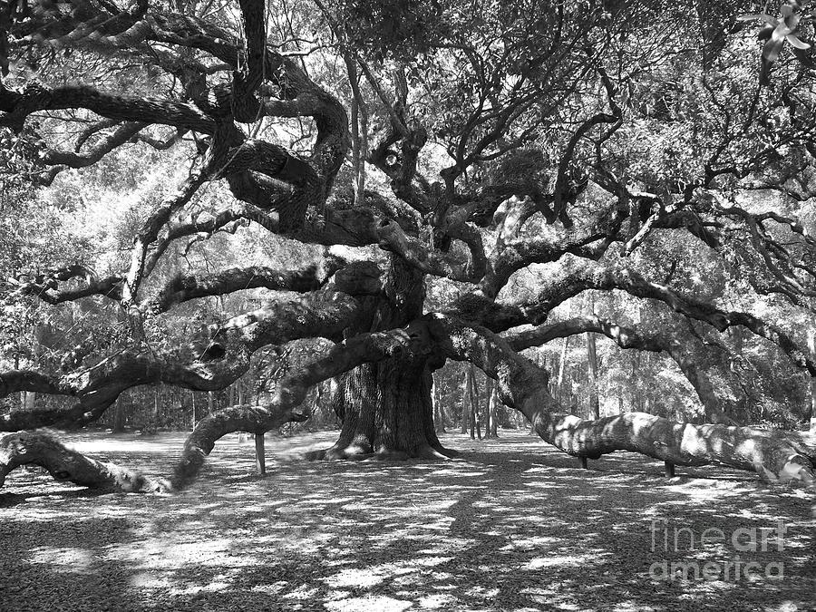 Black And White Photograph - Angel Oak Tree Black and White by Melanie Snipes