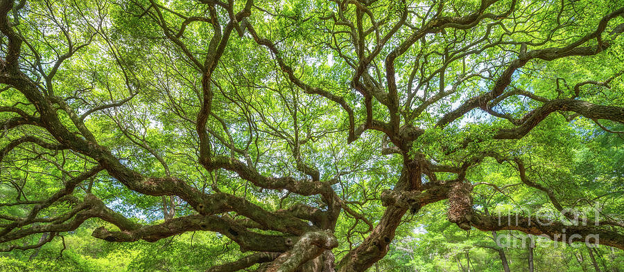Angel Oak Tree Branches Panorama Photograph by Michael Ver Sprill