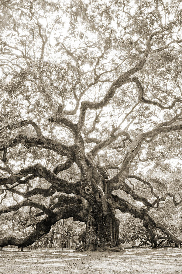 Tree Photograph - Angel Oak Tree Charleston SC by Dustin K Ryan