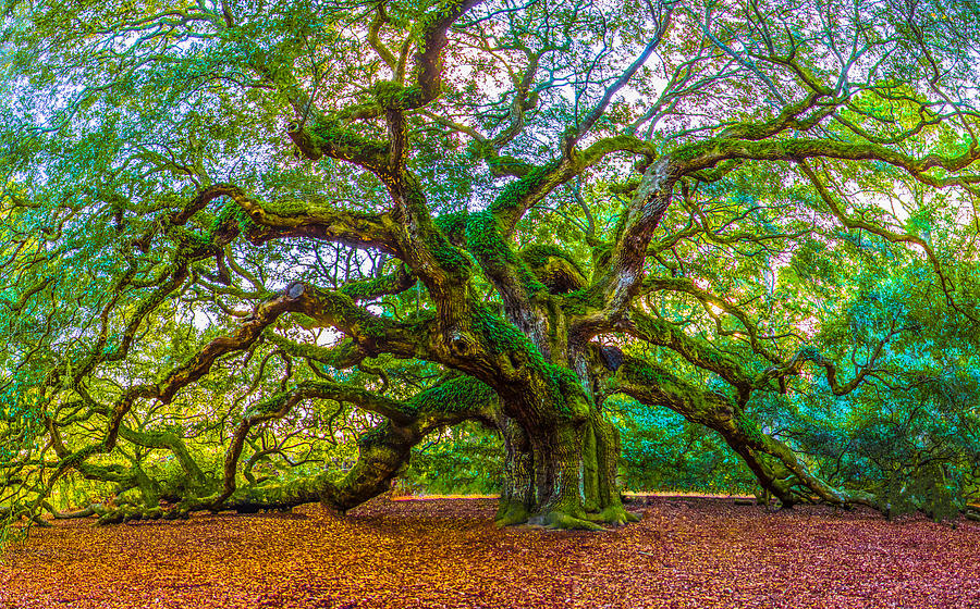 Angel Oak Tree Charleston SC Photograph by John McGraw