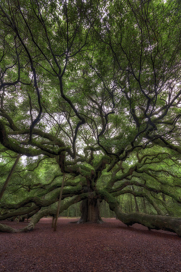 Nature Photograph - Angel Oak Tree, Charleston, SC by Rick Berk