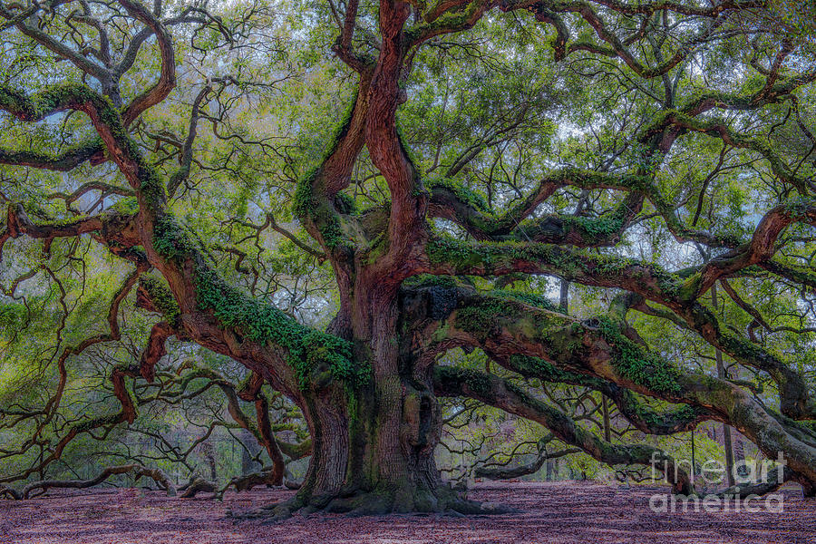 Angel Oak Tree Deeply Rooted History Photograph