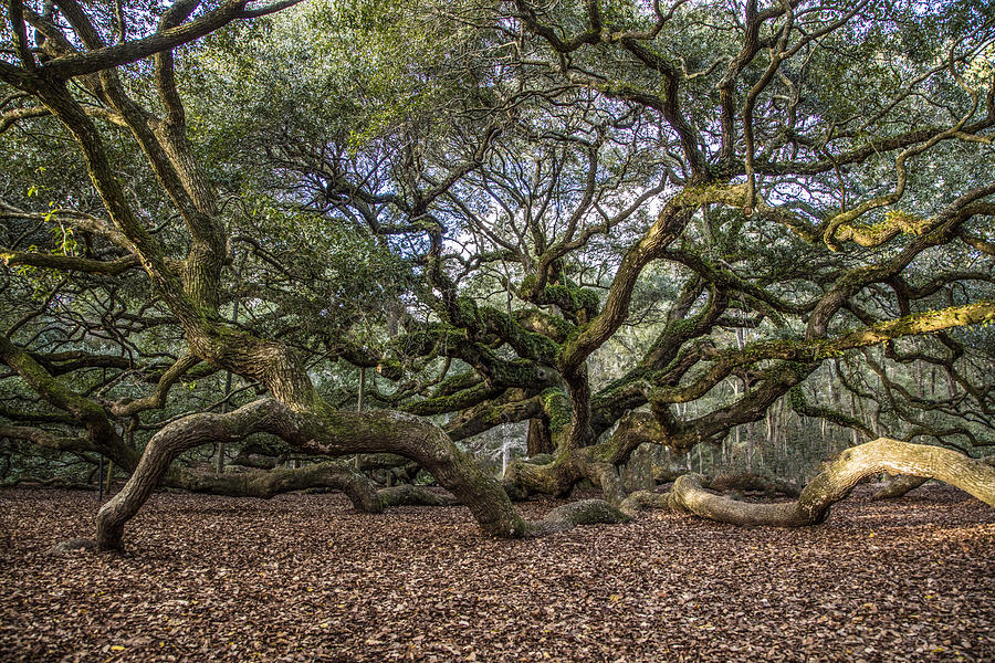 Angel Oak Tree from behind Photograph by John McGraw
