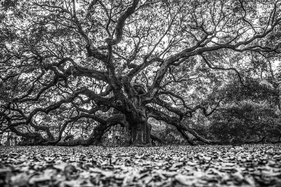 Angel Oak Tree in B and W Photograph by John McGraw