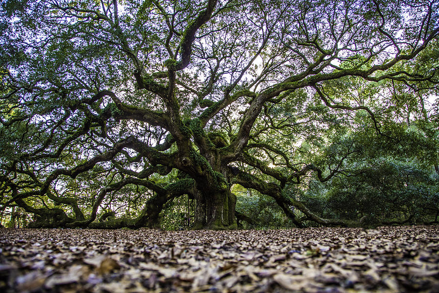 Angel Oak Tree in Color  Photograph by John McGraw