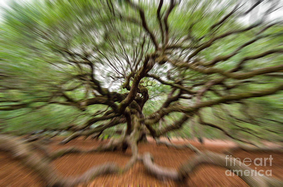 Angel Oak Tree in Motion Photograph by Dale Powell