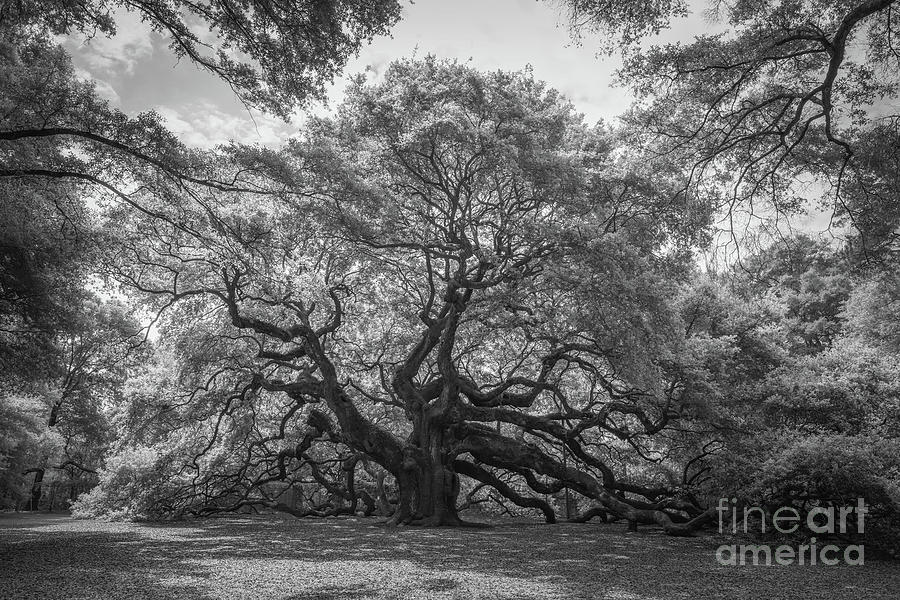 Angel Oak Tree In South Carolin BW Photograph by Michael Ver Sprill