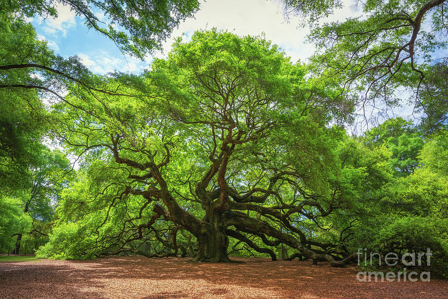 Angel Oak Tree in South Carolina  Photograph by Michael Ver Sprill