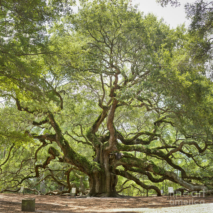 Angel Oak Tree Photograph - Angel Oak Tree Johns Island 64MP by Dustin K Ryan