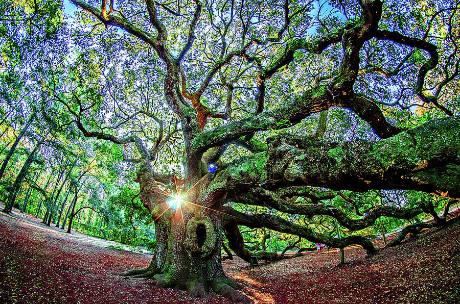 Angel Oak Tree on John's Island South Carolina Photograph by Alex Grichenko