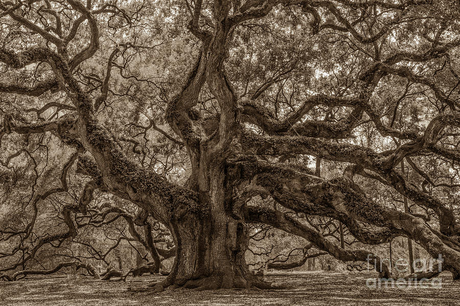 Angel Oak Tree Patina Photograph