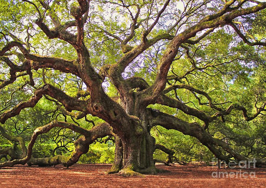 Angel Oak Tree Photograph by Paulette Thomas - Pixels