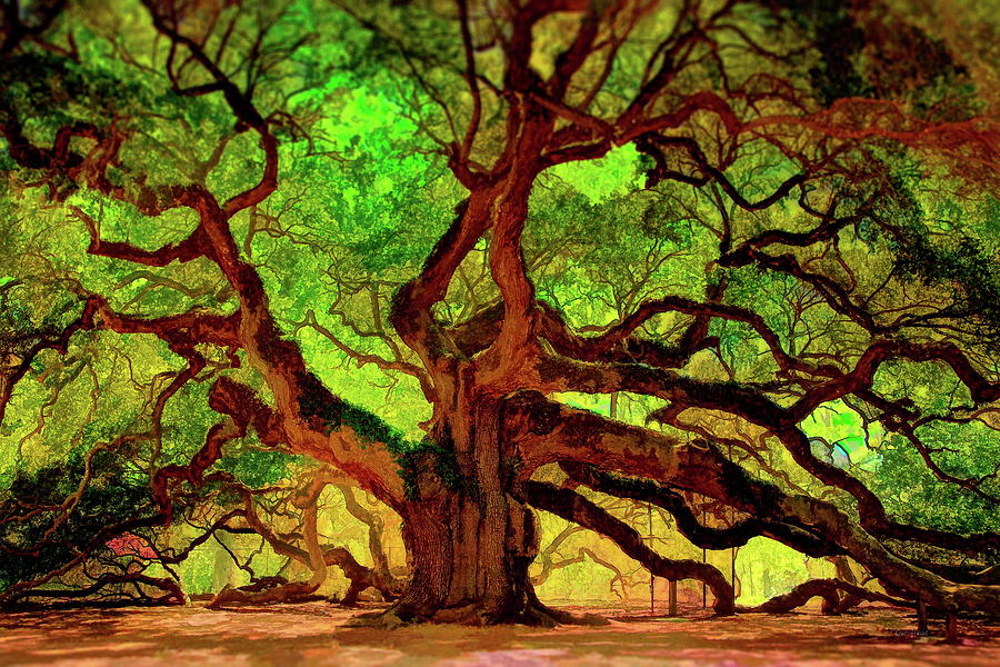 Angel Oak Tree Photograph by Russ Harris