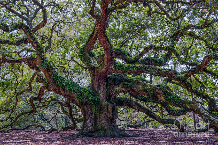 Angel Oak Tree Salt of the Earth Photograph by Dale Powell