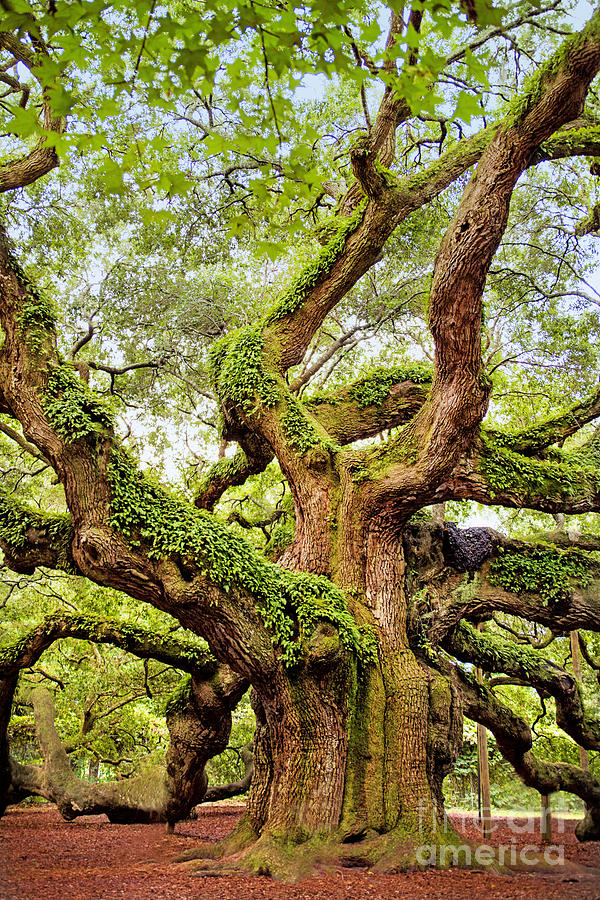 Angel Oak Tree Photograph by Sharon McConnell