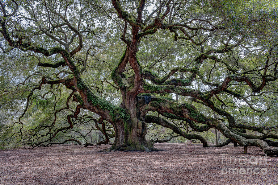 Angel Oak Tree Splendor Photograph by Dale Powell